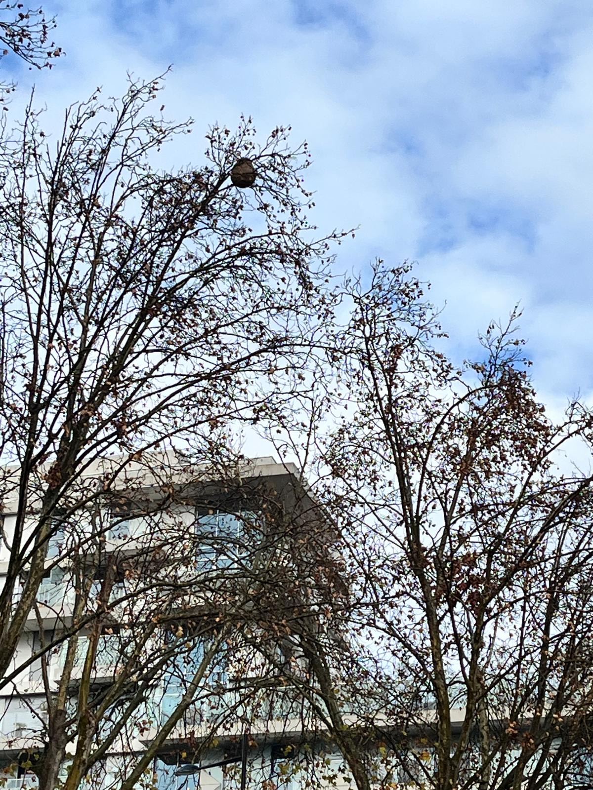 Abeilles et nuisibles